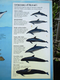 _cetaceans of Hawaii_thumb.jpg